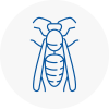 Renfrewshire Wasp Nest Removal